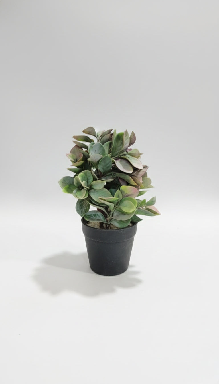 Artificial Peperomia Caperata 'Lilian' Plant in a Black Pot